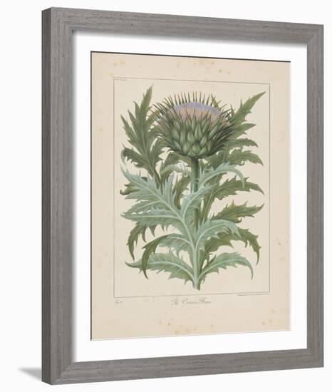 Cardoon-Besler Basilius-Framed Giclee Print