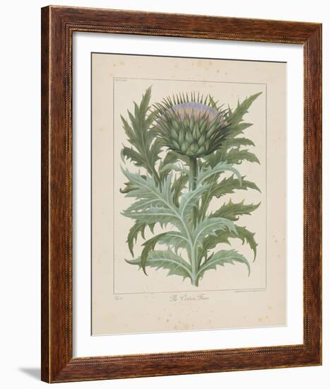 Cardoon-Besler Basilius-Framed Giclee Print