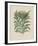 Cardoon-Besler Basilius-Framed Giclee Print