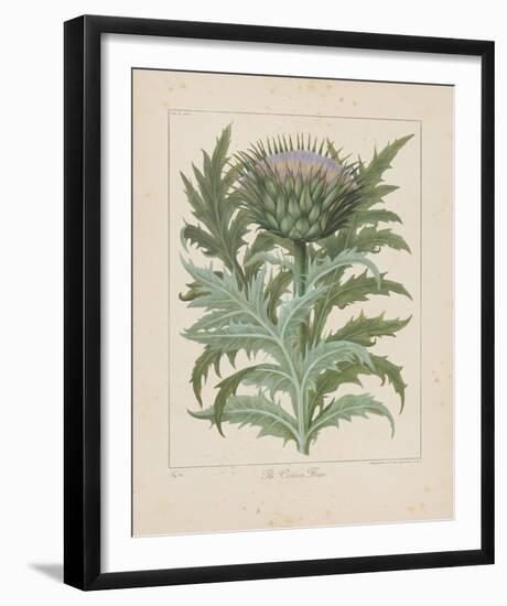 Cardoon-Besler Basilius-Framed Giclee Print