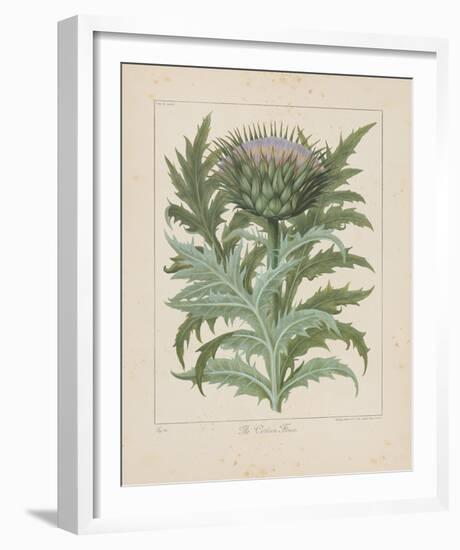 Cardoon-Besler Basilius-Framed Giclee Print