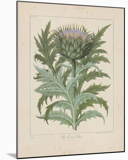 Cardoon-Besler Basilius-Mounted Giclee Print