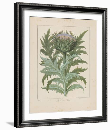 Cardoon-Besler Basilius-Framed Giclee Print