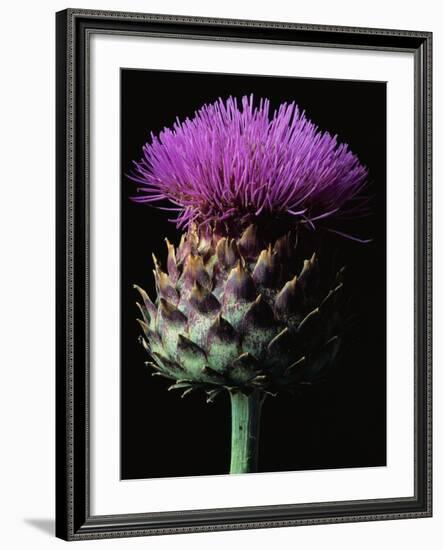 Cardoon-Clay Perry-Framed Photographic Print