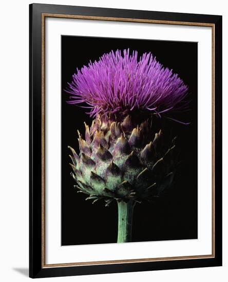 Cardoon-Clay Perry-Framed Photographic Print