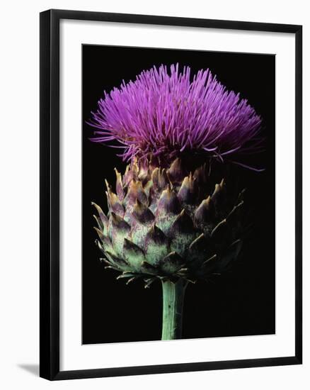 Cardoon-Clay Perry-Framed Photographic Print