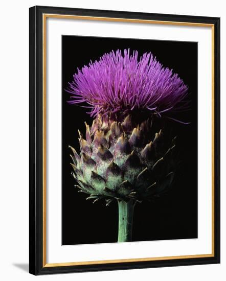 Cardoon-Clay Perry-Framed Photographic Print