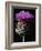 Cardoon-Clay Perry-Framed Photographic Print