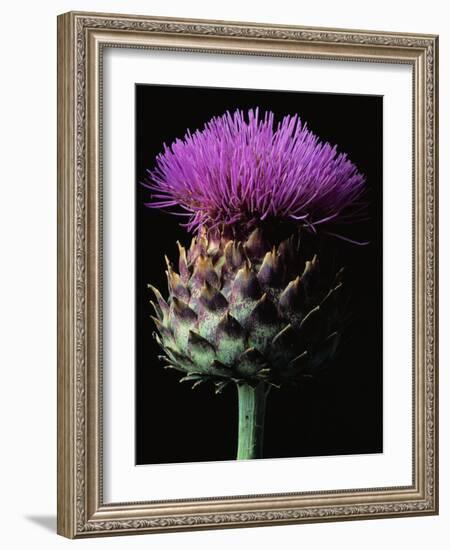 Cardoon-Clay Perry-Framed Photographic Print