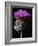 Cardoon-Clay Perry-Framed Photographic Print