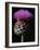 Cardoon-Clay Perry-Framed Photographic Print