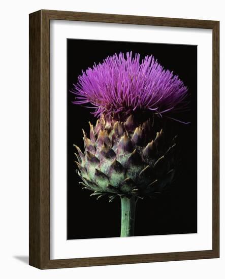 Cardoon-Clay Perry-Framed Photographic Print