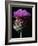 Cardoon-Clay Perry-Framed Photographic Print