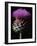Cardoon-Clay Perry-Framed Photographic Print