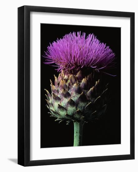 Cardoon-Clay Perry-Framed Photographic Print