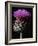 Cardoon-Clay Perry-Framed Photographic Print