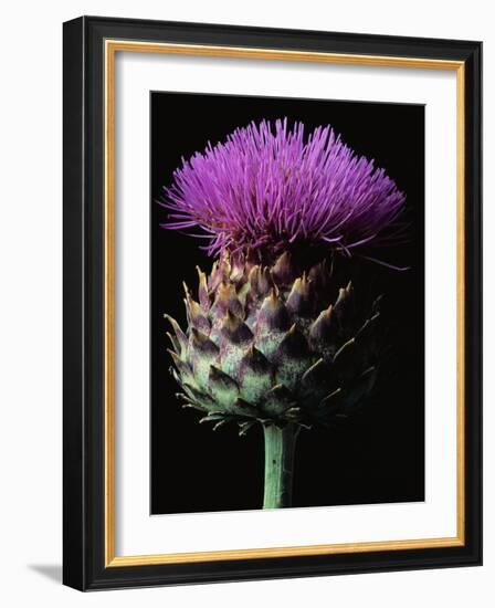 Cardoon-Clay Perry-Framed Photographic Print