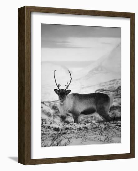 Carefree Caribou-Andreas Stridsberg-Framed Giclee Print