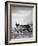 Carefree Caribou-Andreas Stridsberg-Framed Giclee Print