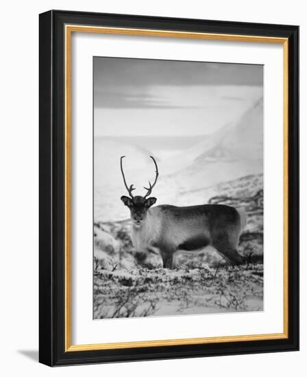 Carefree Caribou-Andreas Stridsberg-Framed Giclee Print