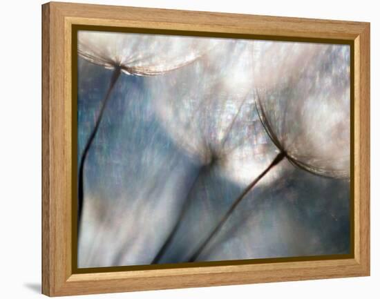 Carefree-Ursula Abresch-Framed Premier Image Canvas