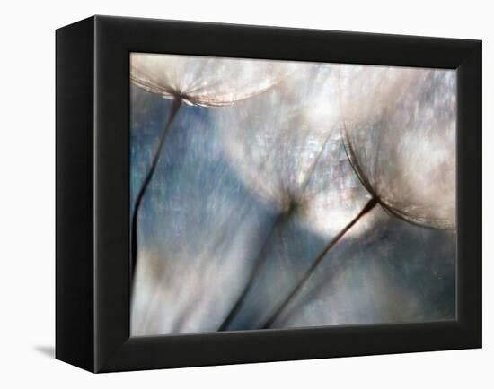 Carefree-Ursula Abresch-Framed Premier Image Canvas