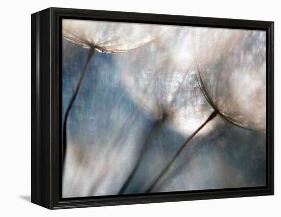 Carefree-Ursula Abresch-Framed Premier Image Canvas