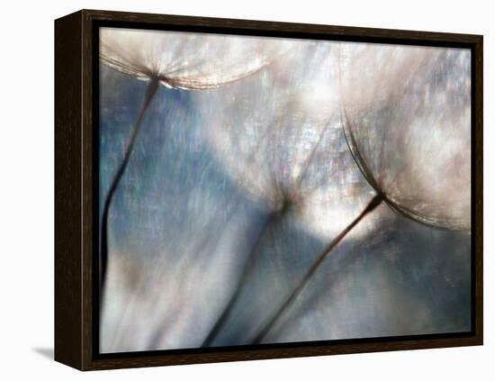 Carefree-Ursula Abresch-Framed Premier Image Canvas