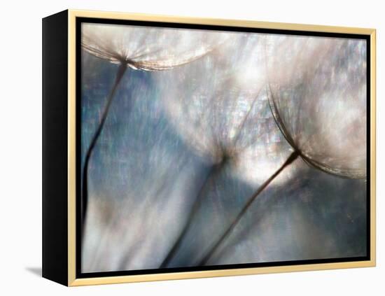 Carefree-Ursula Abresch-Framed Premier Image Canvas