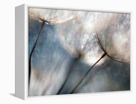 Carefree-Ursula Abresch-Framed Premier Image Canvas