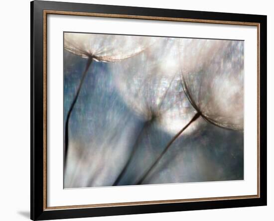 Carefree-Ursula Abresch-Framed Photographic Print