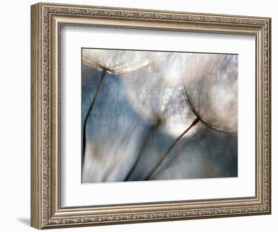 Carefree-Ursula Abresch-Framed Photographic Print