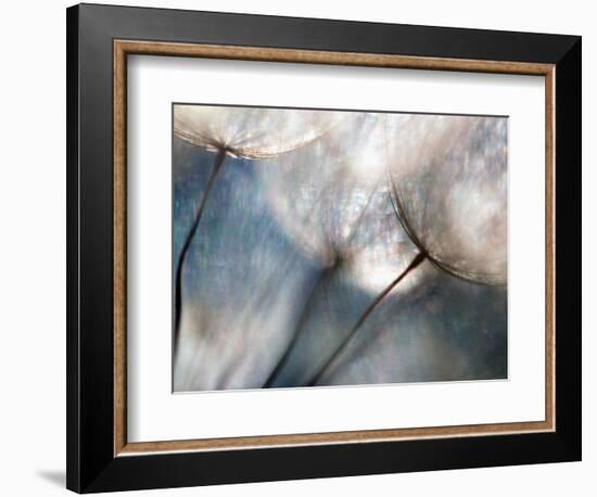 Carefree-Ursula Abresch-Framed Photographic Print