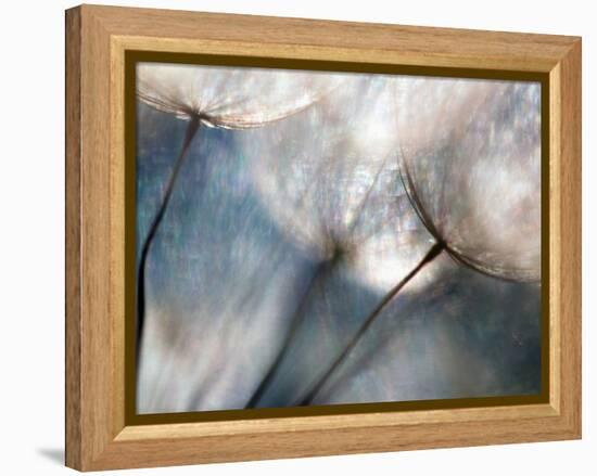 Carefree-Ursula Abresch-Framed Premier Image Canvas