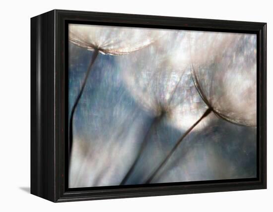 Carefree-Ursula Abresch-Framed Premier Image Canvas