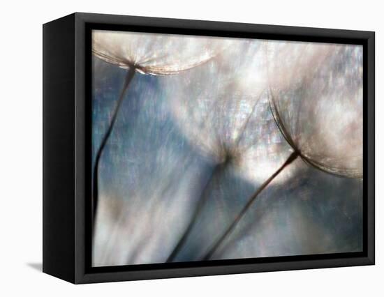 Carefree-Ursula Abresch-Framed Premier Image Canvas