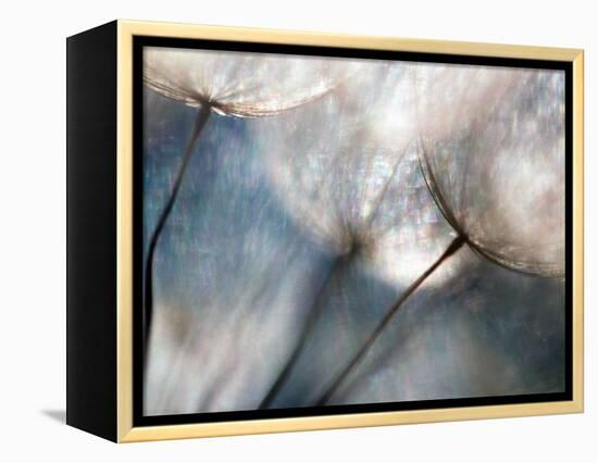 Carefree-Ursula Abresch-Framed Premier Image Canvas