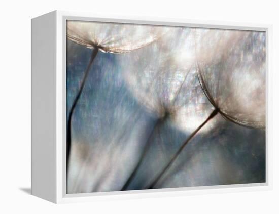 Carefree-Ursula Abresch-Framed Premier Image Canvas