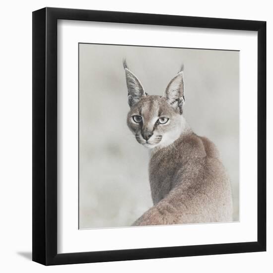 Careful Caracal-Wink Gaines-Framed Giclee Print