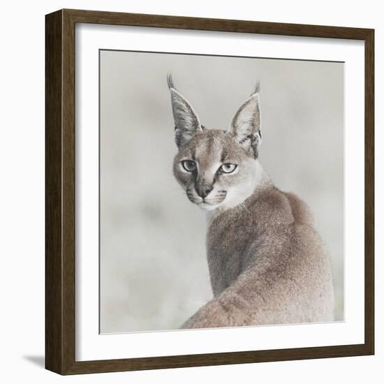 Careful Caracal-Wink Gaines-Framed Giclee Print