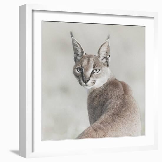 Careful Caracal-Wink Gaines-Framed Giclee Print