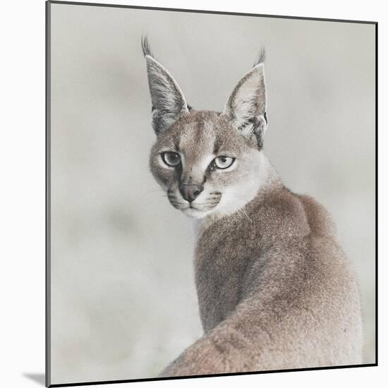 Careful Caracal-Wink Gaines-Mounted Giclee Print