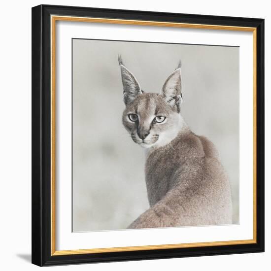 Careful Caracal-Wink Gaines-Framed Giclee Print