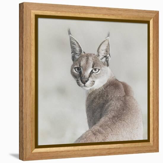 Careful Caracal-Wink Gaines-Framed Stretched Canvas