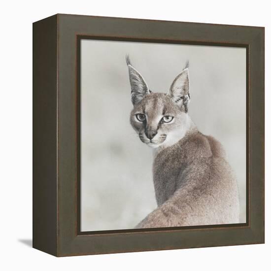 Careful Caracal-Wink Gaines-Framed Stretched Canvas