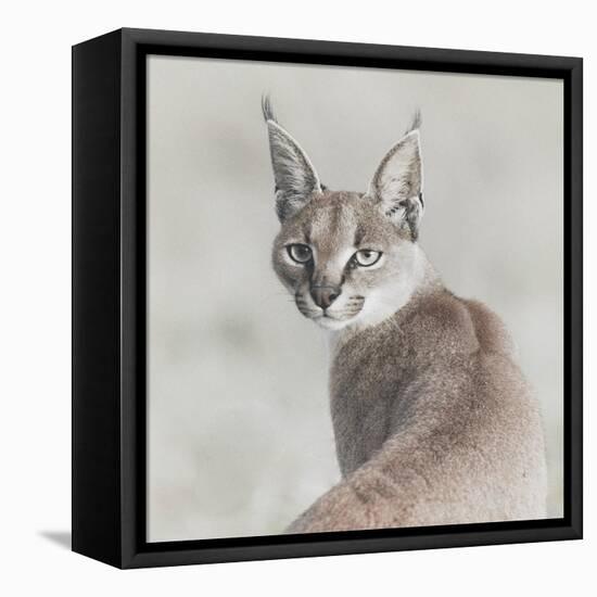 Careful Caracal-Wink Gaines-Framed Stretched Canvas