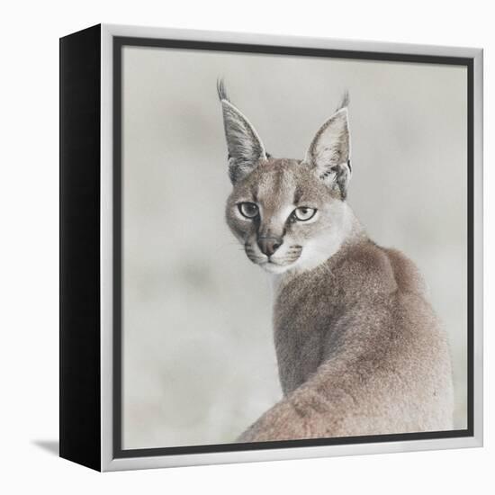 Careful Caracal-Wink Gaines-Framed Stretched Canvas
