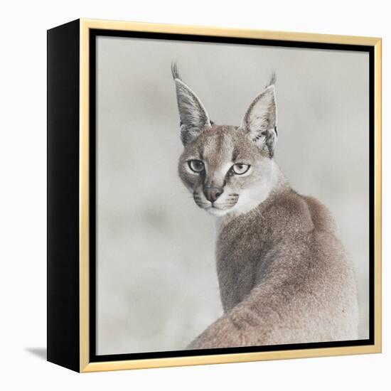 Careful Caracal-Wink Gaines-Framed Stretched Canvas