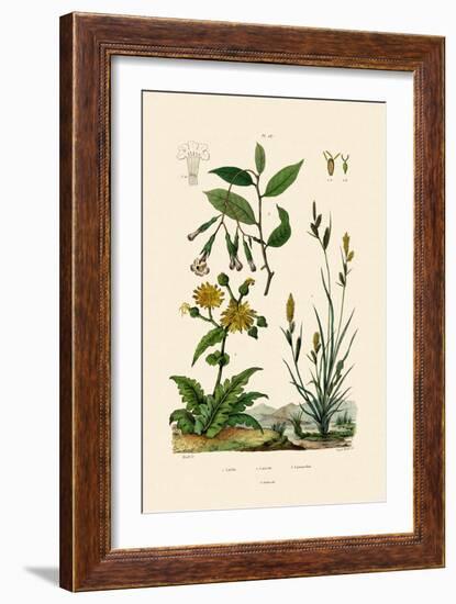 Carex, 1833-39-null-Framed Giclee Print