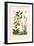 Carex, 1833-39-null-Framed Giclee Print